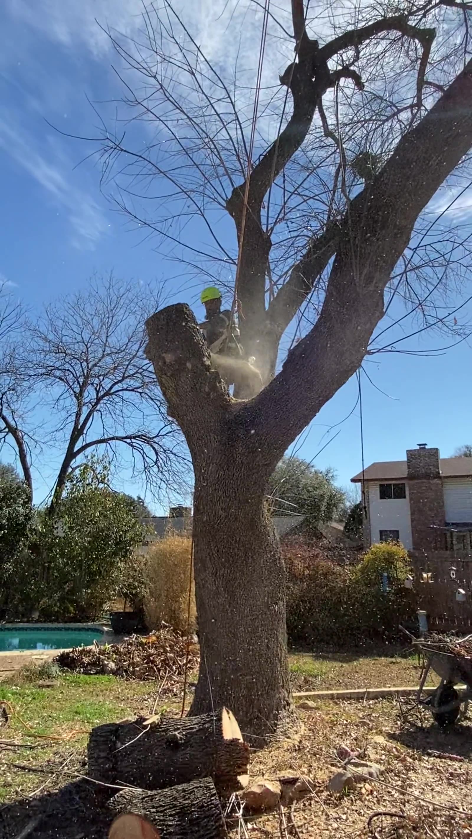 Freedom Tree Service | Tree Trimming, Removal & Stump Grinding — San ...