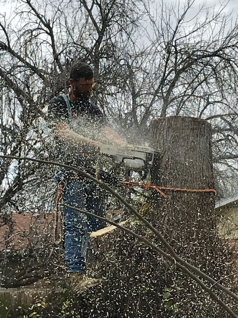 Sawdust flying as the crew cuts through a trunk during removal